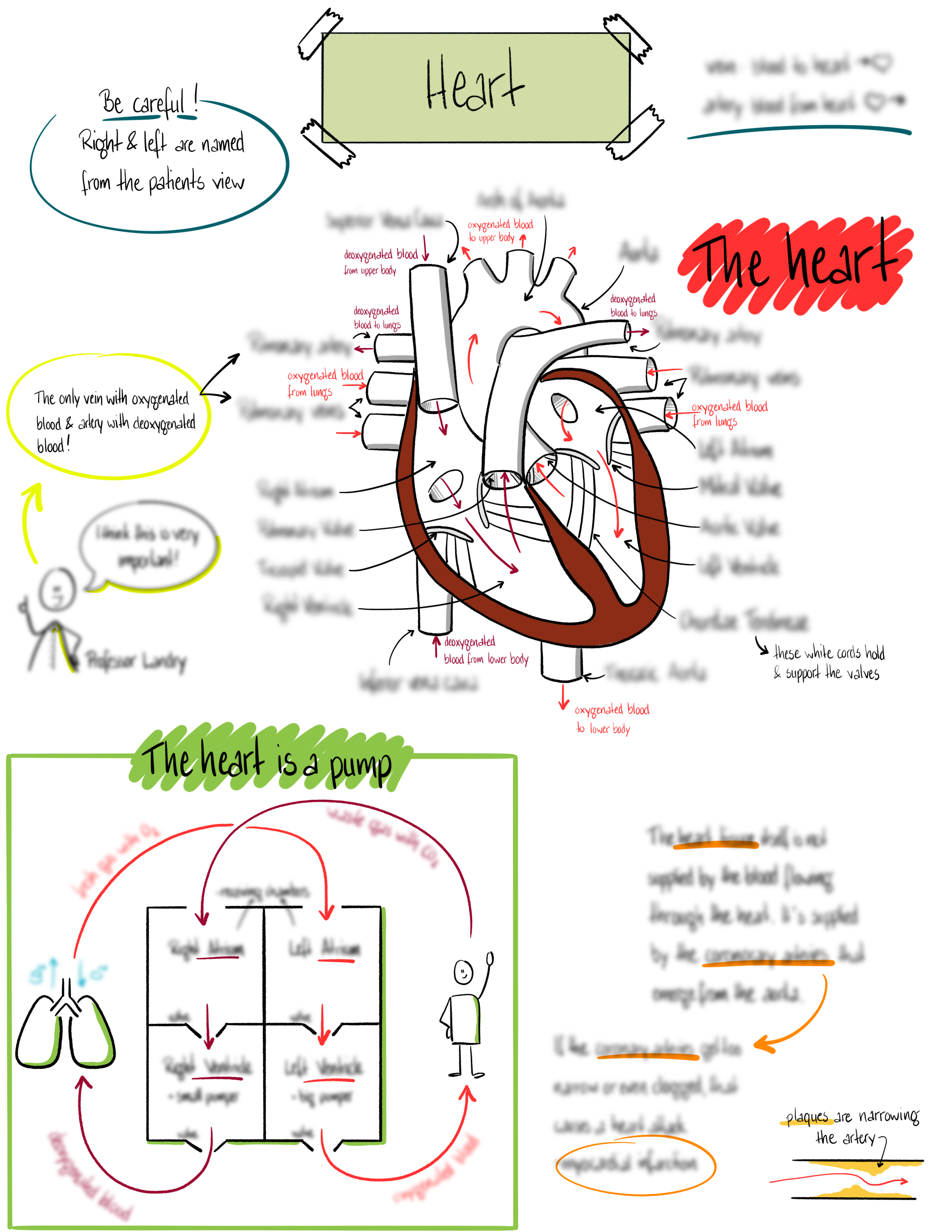 Sketchnote einer Onlinelektion für Schüler zum Thema Herz. Sketchnote einer Onlinelektion für Schüler zum Thema Herz.